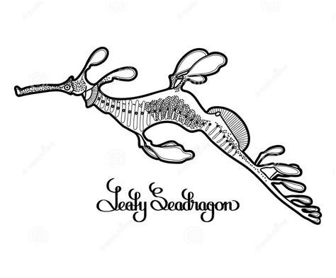 Sea Dragon Coloring Pages at GetDrawings | Free download