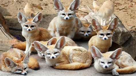 Fennec Fox - Baby | Pet | Profile | Traits | Facts | Size - Mammal Age