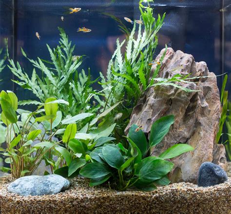 How To Put Plants In An Aquarium - Aquarium Views