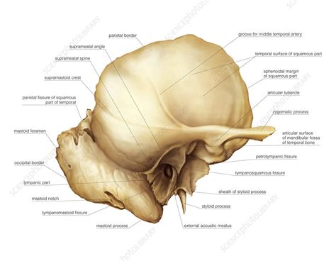 Temporal bone, artwork - Stock Image - C020/8399 - Science Photo Library