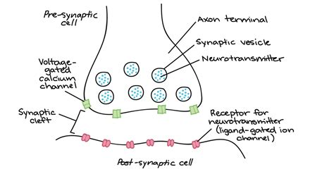 Diagram Of Synapse