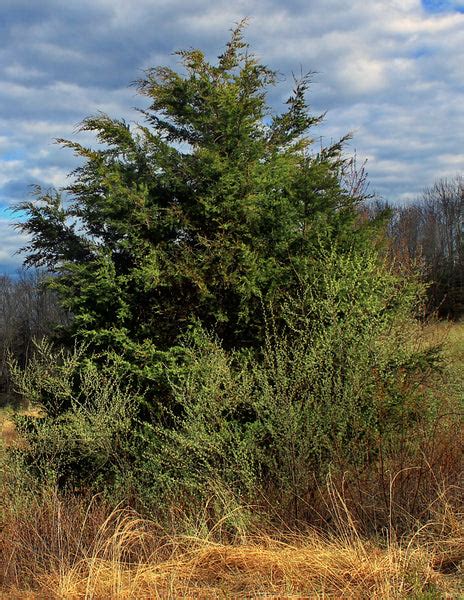 Eastern Red Cedar Seedlings - Dry Rock Trees Nursery - Trees for Sale – Dry Rock Trees & Nursery