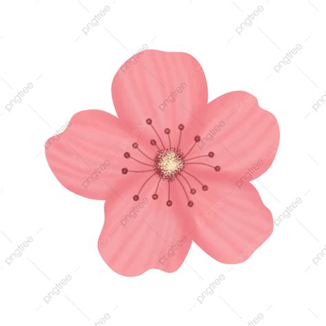 Beautiful Pink Flower Single Cherry Blossom Illustration, Cherry Blossom, Pink Flower, Bunga ...