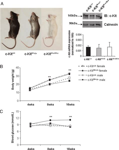 Genotype and phenotype of c-Kit / , c-Kit W-v/ , and c-Kit W-v/W-v ...