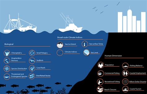 Marine Ecosystem Diagram