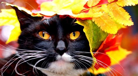 Autumn Cat Wallpapers - Top Free Autumn Cat Backgrounds - WallpaperAccess