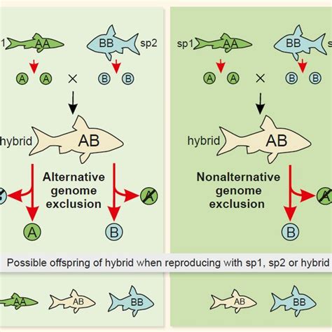 Hybridization Biology