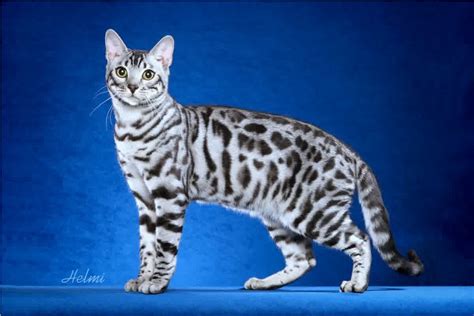 Bengal Cat One of The World’s Most Expensive Cat – InspirationSeek.com