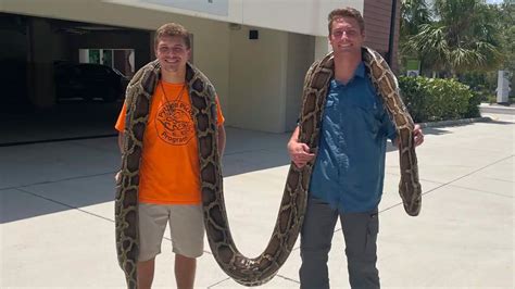 Florida conservatory documents longest Burmese python captured — 19 ...