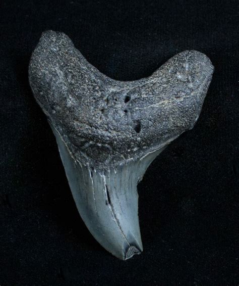 Scarce Benedini Fossil Thresher Shark Tooth (#3511) For Sale - FossilEra.com