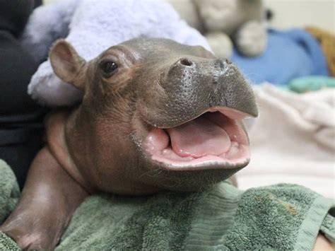 Fiona - the baby hippo at the Cincinnati Zoo. http://ift.tt/2k0k6Jg | Cute hippo, Baby hippo ...