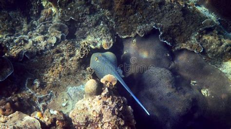 Bluespotted Stingray in Natural Habitat, Surrounded by Beauty of Ocean Stock Footage - Video of ...