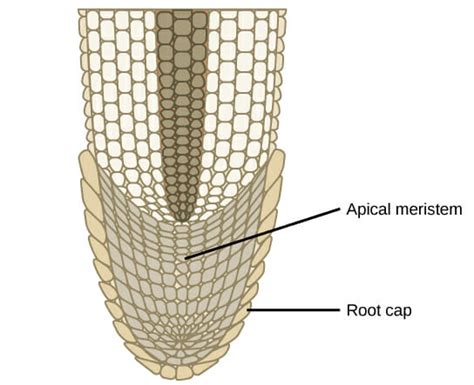 Apical Meristem: Definition, Function, Structure | Biology Dictionary