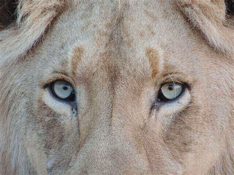 Are Lions Color Blind? What Colors Do Lions See? (Explained)