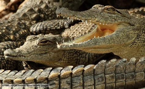 Crocodile World Blogger: Oldest Living Creatures Of Crocodiles