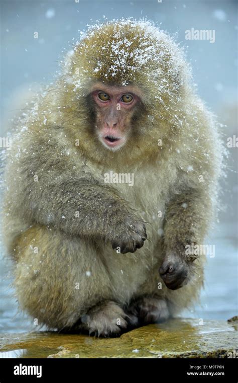 Snow monkey. The Japanese macaque ( Scientific name: Macaca fuscata), also known as the snow ...