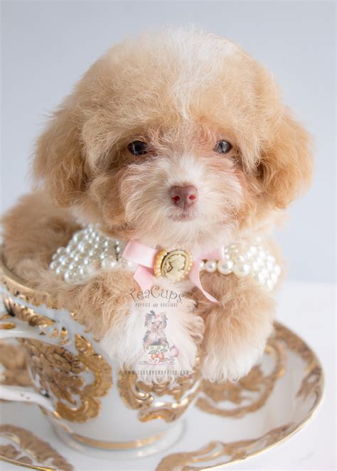 Female Apricot Poodle in Davie | Teacups, Puppies & Boutique