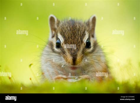 Chipmunk Stock Photo - Alamy