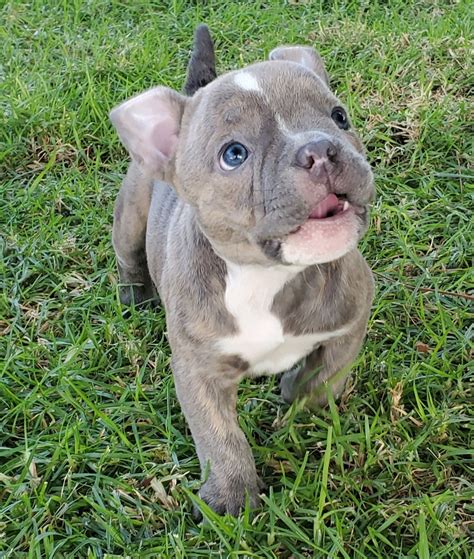 American Bully Puppies For Sale | La Verne, CA #340250