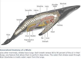 whale anatomy diagram | Whale, Anatomy, Bowhead whale