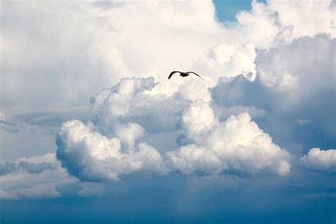 Free Images - bird flight clouds fly