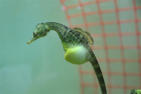 Seahorse Giving Birth Video