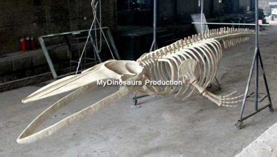 Latest Addition to Classroom - Blue Whale Skeleton | My Dinosaurs