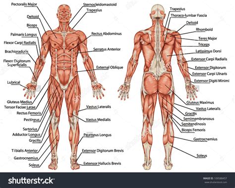 √ Male Chest Muscles Diagram : Muscle detailing: The chest workout for ...