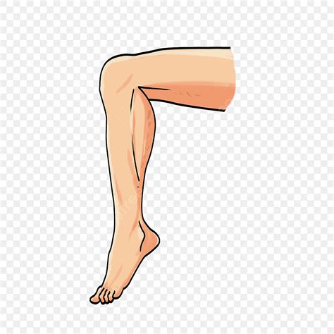 Leg Muscles Clipart Transparent PNG Hd, Cartoon Muscle Leg Clipart, Leg Clipart, Clipart, The ...