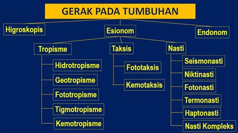 Membuat Peta Konsep Sistem Gerak Pada Tumbuhan - IMAGESEE