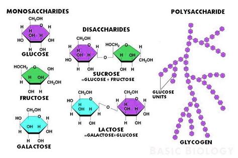 Identify Which of the Following Is a Monosaccharide. - JefferykruwWise