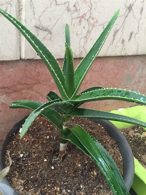 identification - What is this plant with long narrow triangle leaves and prickles? - Gardening ...