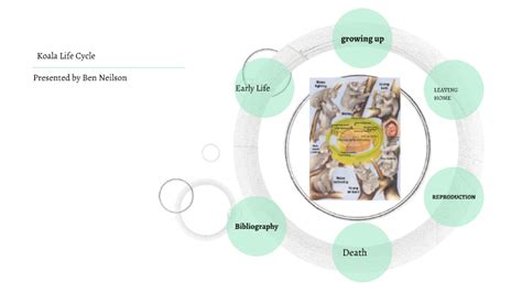 Koala Life Cycle Diagram