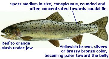 October 26th: Trout Identification Guide