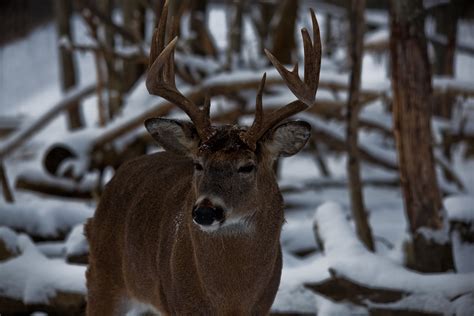 Whitetail Buck Antlers | Wildlife| Free Nature Pictures by ForestWander Nature Photography