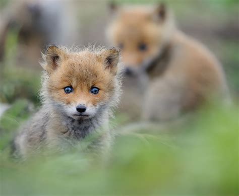 12+ Baby Foxes That Are Too Cute To Be True | Bored Panda