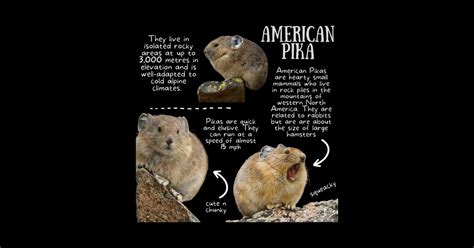 Animal Facts - Pika - Pika - Posters and Art Prints | TeePublic