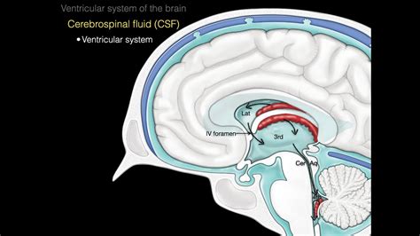 The ventricular system - YouTube