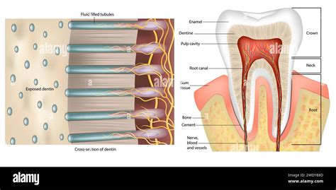 Tooth Anatomy. Cross-section of dentin. Anatomy and Histology. Dentinal tubules Stock Vector ...