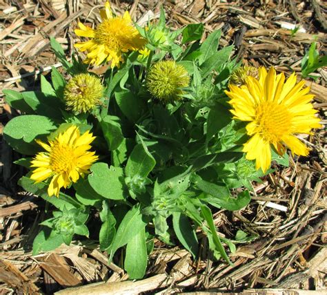 Garden Fancy: My New Yellow Garden