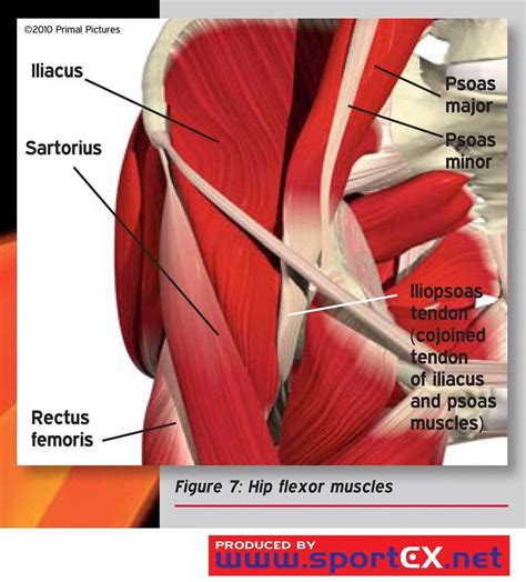 Hip Flexor Pain Causes