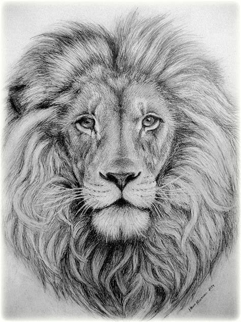 Pencil Lion Drawing at PaintingValley.com | Explore collection of Pencil Lion Drawing