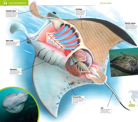 Manta Ray Anatomy - How It Works | Scribd