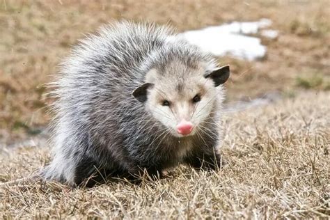 Do Opossums Carry Diseases? Protect Yourself From Infection