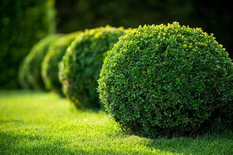 Zone 8 Evergreen Shrub Varieties: Selecting Zone 8 Evergreen Shrubs For The Landscape