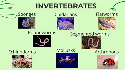 List Of Invertebrates