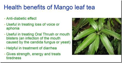 Mango Tree Benefits - Tere Fruit