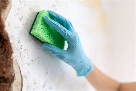 Is Painting Over Mold A Good Idea? | CLEAR Restoration