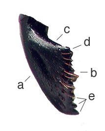 Morphological and Functional Diversity of Ant Mandibles - AntWiki