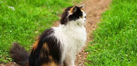 Calico Ragdoll Cat - Can Ragdolls Have Calico Coloring?